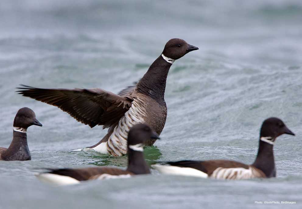 Brant Image